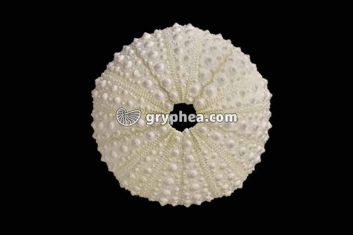 Test d'oursin isolé - gryphea.com